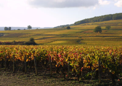 corton vignoble