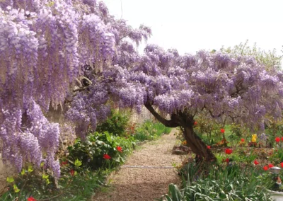 jardin glycines